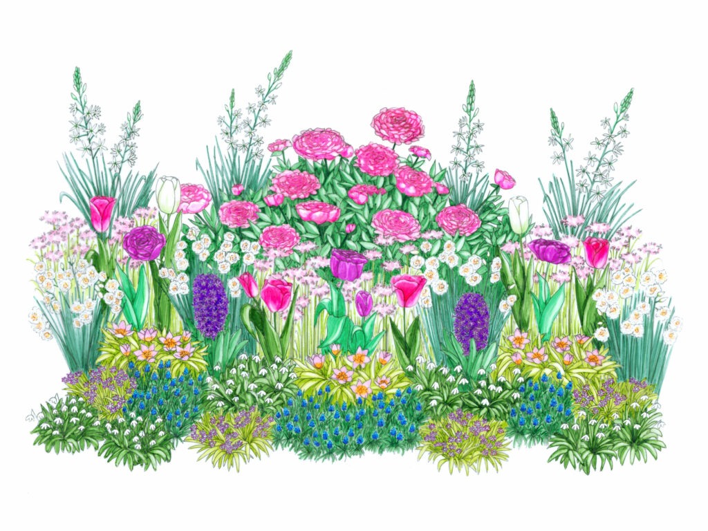 Illustration massif printanier Bulb'up