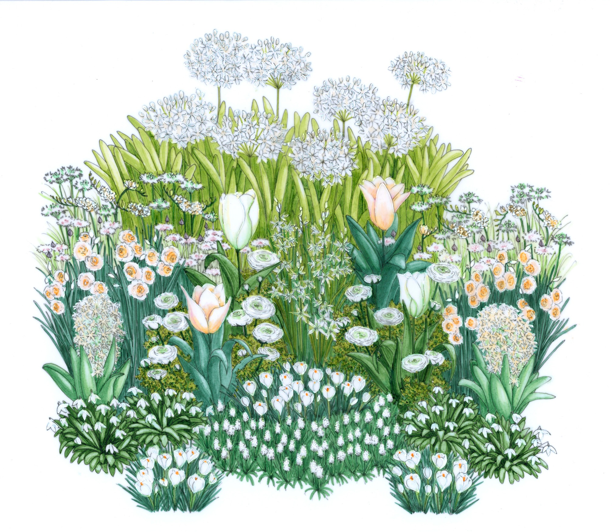 Illustration d'un massif blanc Bulb'up