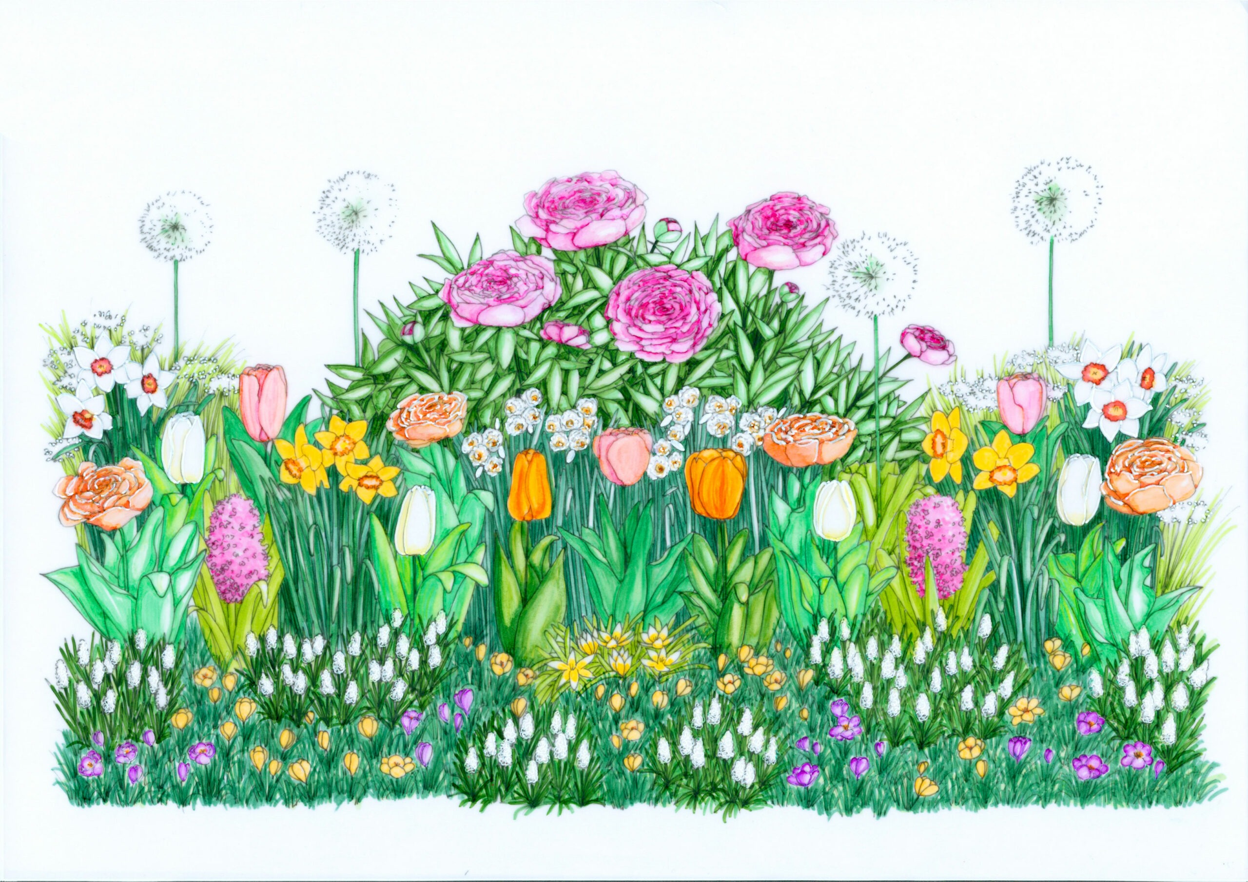 Illustration pour massif printanier Bulbup